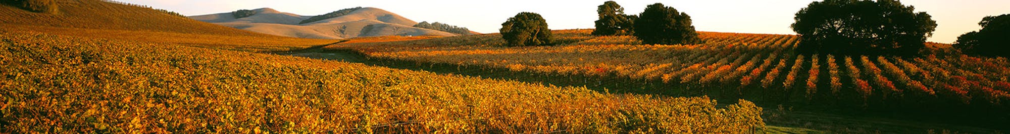 Französische Weine